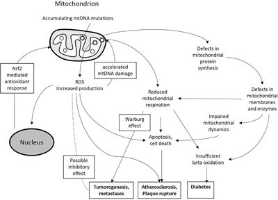 The Role of Mitochondrial Dysfunction in Vascular Disease, Tumorigenesis, and Diabetes